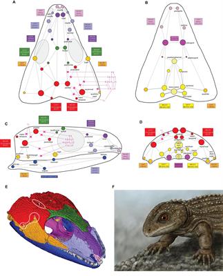 Modeling Skull Network Integrity at the Dawn of Amniote Diversification With Considerations on Functional Morphology and Fossil Jaw Muscle Reconstructions